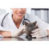 dermatologia para animais de pequeno porte contato Pacaembu