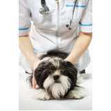 dermatologia para cachorro de pequeno porte Interlagos