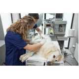 dermatologista para cachorros Novo Sarandi