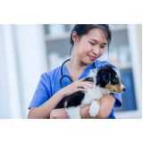dermatologista para cães Canadá