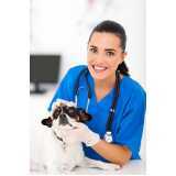endocrinologia para cães de grande porte clínica Jardim Pancera