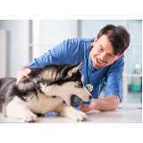 Endocrinologia para Cães de Grande Porte