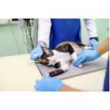 exame de ultrassonografia para cães agendar Parque Verde