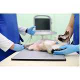 Exame de Ultrassonografia para Animais