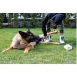 fisioterapia para cachorro agendar Pacaembu