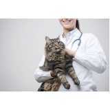 fisioterapia para gatos Jardim Recanto