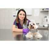 gastroenterologia cães de grande porte clínica Nova Santa Rosa
