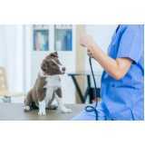 gastroenterologia em cães Pioneiros Catarinenses