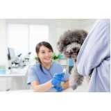 gastroenterologia para cachorro clínica Vila Industrial