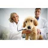 gastroenterologia para cachorro de pequeno porte clínica Campo Bonito