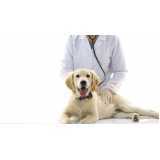 gastroenterologia para cachorro de pequeno porte Nova Santa Rosa