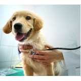gastroenterologia para cachorros clínica Neva