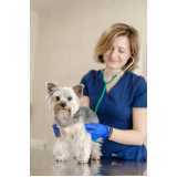 gastroenterologia para cães e gatos clínica Interlagos
