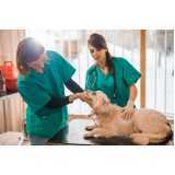 gastroenterologia para cães e gatos Recanto Tropical
