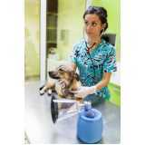 gastroenterologia para cães Vila Brasil