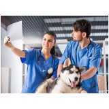 hospital veterinário especializada em cães e gatos telefone Jardim Santa Maria