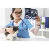 medicina de felinos Catanduvas