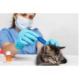 medicina especializada em gatos Centro Industrial Meinolfo H Heiss