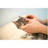 medicina para gato clínica Ibema