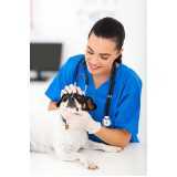 medicina preventiva para animais de estimação clínica Ramilândia