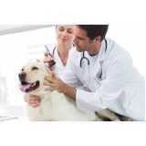 Medicina Preventiva para Animais de Estimação