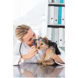 Medicina Preventiva para Cachorros