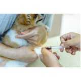 Medicina Preventiva para Cães