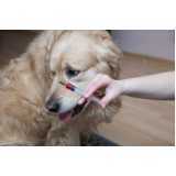 medicina preventiva para cães clínica Nova Santa Rosa