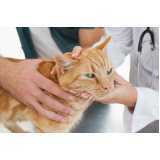 medicina preventiva para gatos de estimação clínica Cataratas