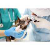 medicina preventiva para gatos Assis