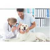 medicina preventiva para pets clínica Santa Cruz