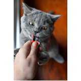 medicina veterinária para felinos Cataratas