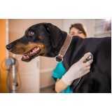 nefrologia para cachorro de grande porte agendar Nova Santa Rosa