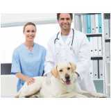 nefrologia para cachorros e gatos Centro Industrial Meinolfo H Heiss