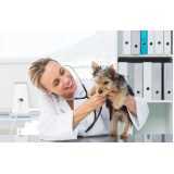 Nefrologia para Cães e Gatos