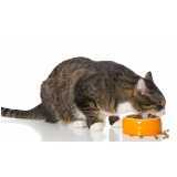 nutrição veterinária para gatos agendar Céu Azul