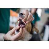 odontologia cachorro Santa Cruz