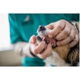 odontologia gatos marcar Santa Tereza do Oeste