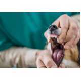 odontologia para cachorro Centro de Toledo
