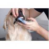 odontologia para cães e gatos Ubiratã