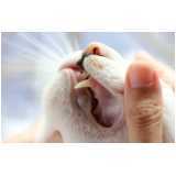 odontologia para gatos marcar Nova Aurora