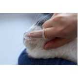 odontologia para gatos Palotina