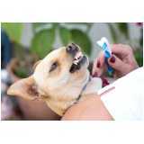 Odontologia para Cães e Gatos
