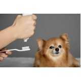 Odontologia para Pets