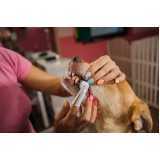 odontologia para pets Floresta