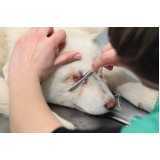 oftalmologista para cães e gatos Centro Industrial Meinolfo H Heiss