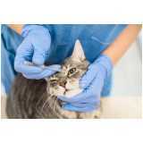 Oftalmologista para Gatos