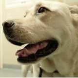 oncologia cães de grande porte clínica Parque Verde