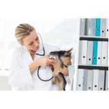 oncologia de cachorro Catanduvas