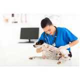 oncologia para cachorros clínica Braganey
